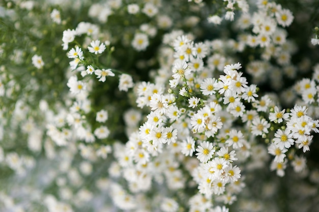 Gypsophila