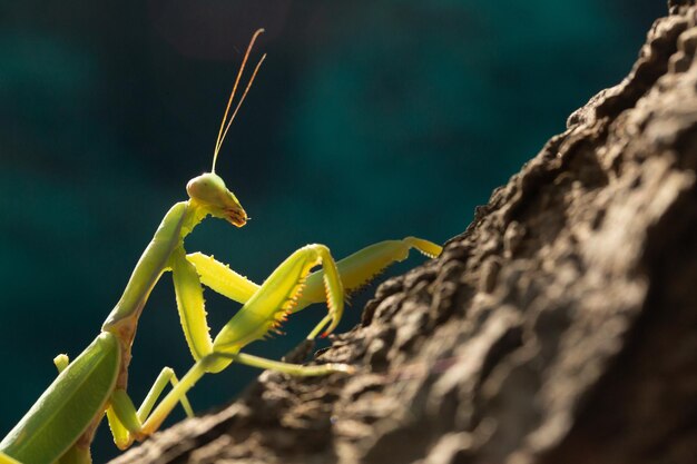 Gytheio GRECIA 10 agosto 2020 Mantide religiosa Mantis religiosa sul tronco di un ulivo