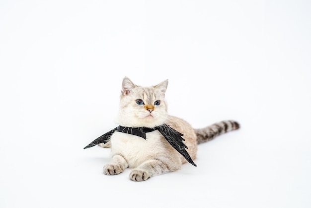 Halloween catportrait gattino indossare ala di pipistrello nero isolato su sfondo bianco