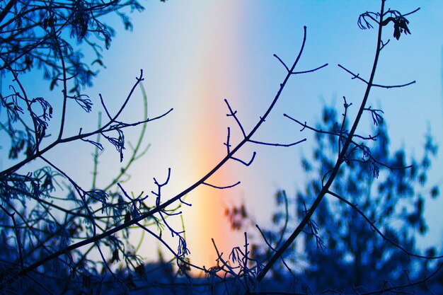 Halo su sfondo chiaro del cielo. Paesaggio della natura. Bella natura invernale. Colore brillante. Cielo blu.