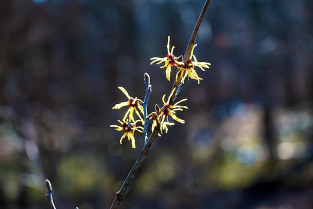 Hamamelis virginiana con fiori gialli che fioriscono all'inizio della primavera