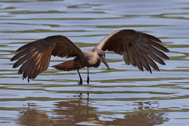 Hamerkop Scopus umbretta