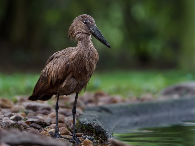 Hamerkop