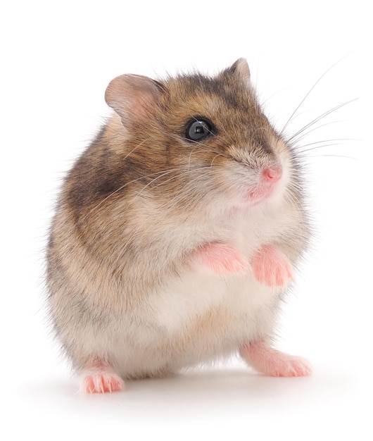 Hamster grigio nano isolato su sfondo bianco