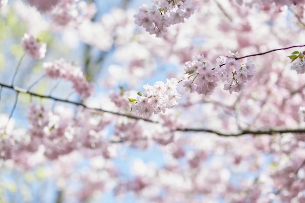 Hanami holiday Albero di fiori di sakura rosa Il sakura giapponese è un simbolo tradizionale della giovinezza femminile