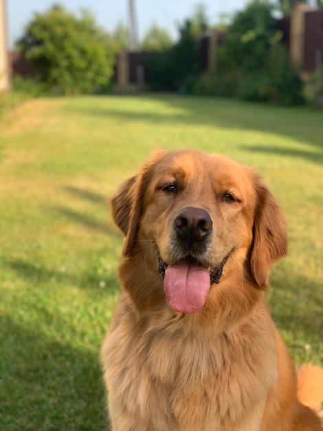 Happy dog sorride ampiamente mentre è seduto sul prato con la lingua fuori American golden retriever