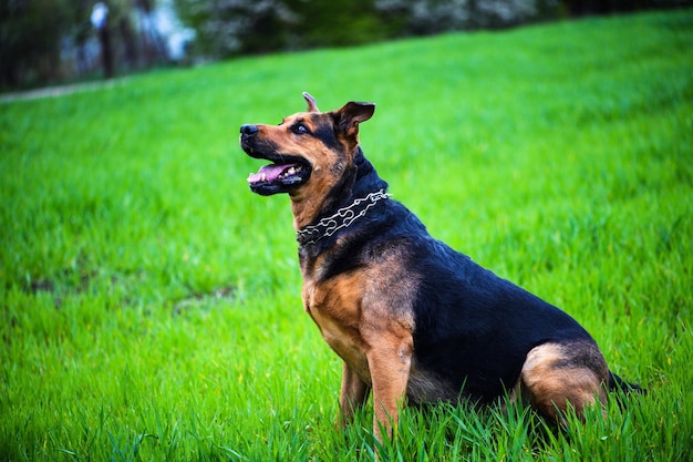 Happy Dog su erba verde