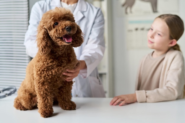 Happy Fluffy Dog alla clinica veterinaria