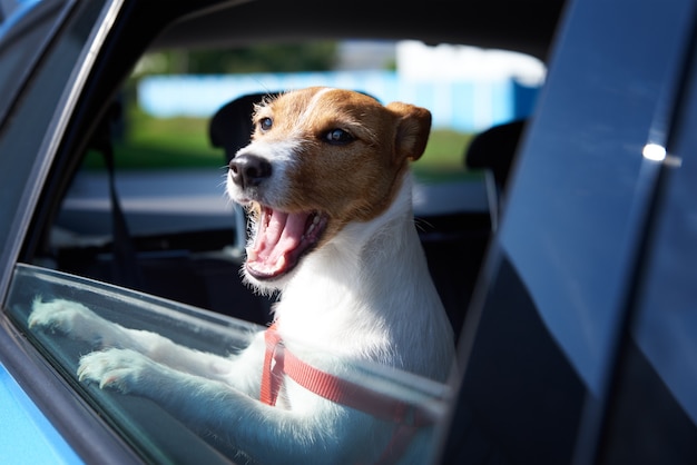 Happy Jack Russell terrier cane guardando fuori dal finestrino della macchina. Viaggio con un cane