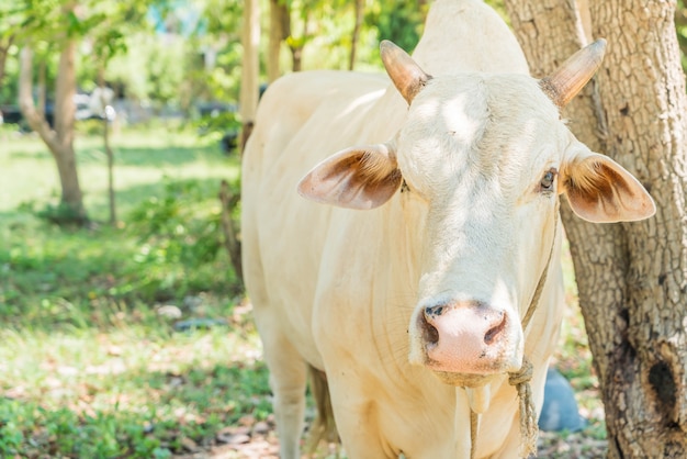 Happy single cow