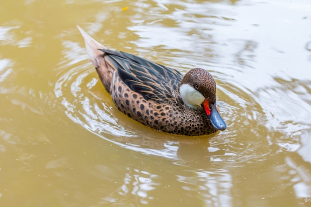 Happy teal inanellati o verde acqua con collo ad anello con goccia d&#39;acqua