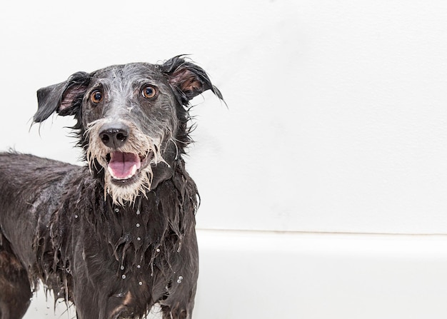 Happy Wet Dog ottenere un bagno