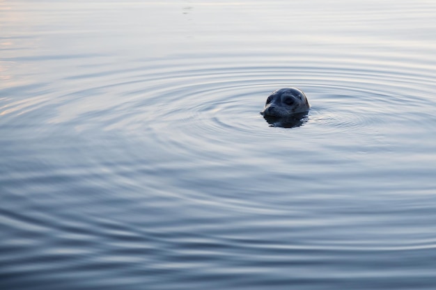 Harbour Seal che sporge la testa dall'acqua