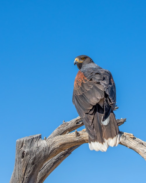 Harris Hawk arroccato su un albero morto