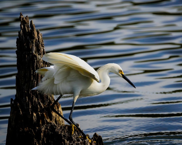 Harris Neck NWR Snowy Egret su un ceppo