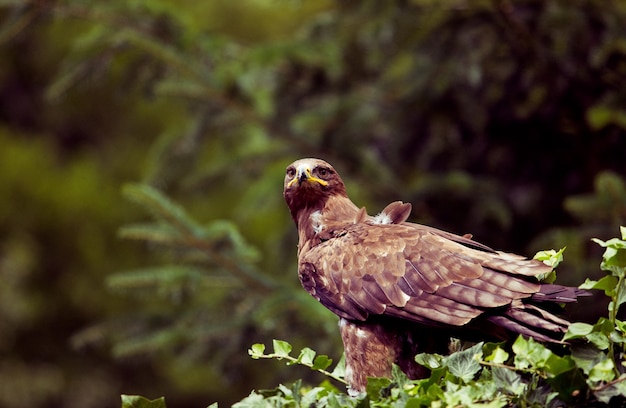 Harris&#39;s Buzzard