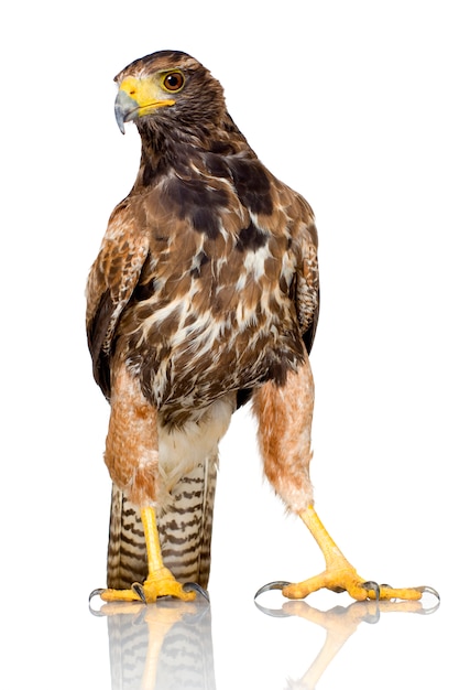 Harris's Hawk su bianco