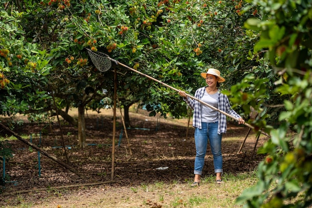 Harvest Rambutan di Smart woman Farmer nella fattoria biologica di frutta Rambutan