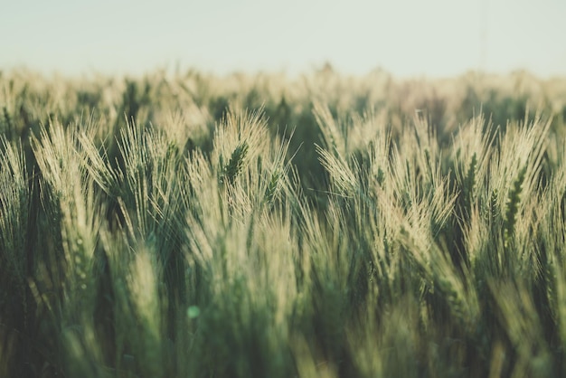 Harvest Rye campo al sole della sera