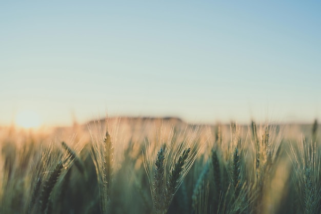 Harvest Rye campo al sole della sera