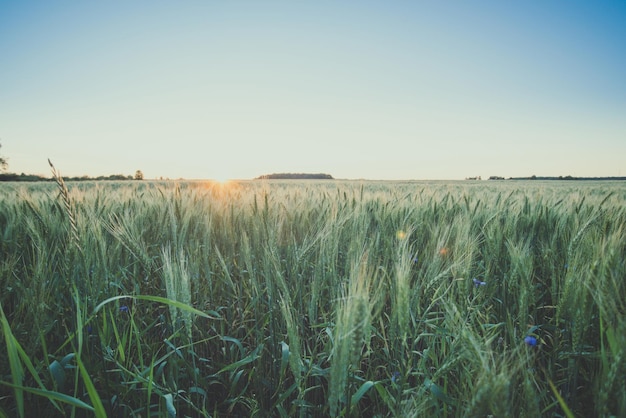 Harvest Rye campo al sole della sera