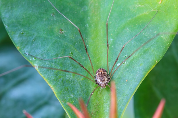 Harvestman spider o daddy longlegs