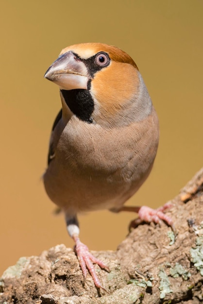 Hawfinch Coccothraustes coccothraustes Malaga Spagna