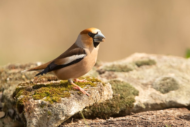 Hawfinch maschio con le prime luci dell'alba con piumaggio in agitazione