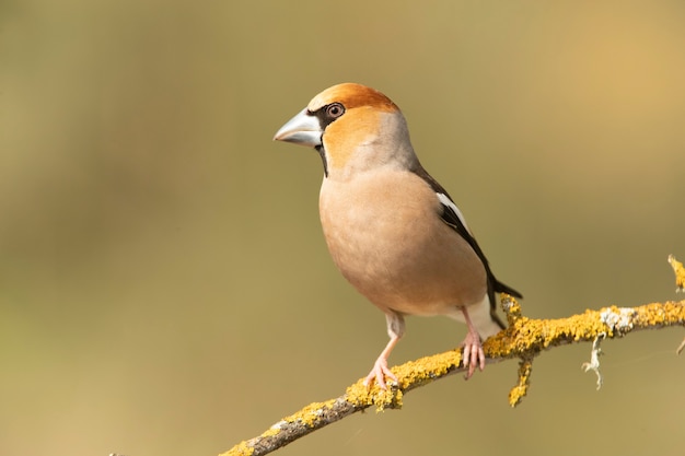 Hawfinch maschio con le prime luci dell'alba con piumaggio in agitazione