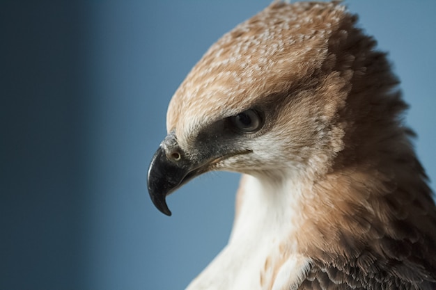 Hawk Eagle variabile (Nisaetus limnaeetus)