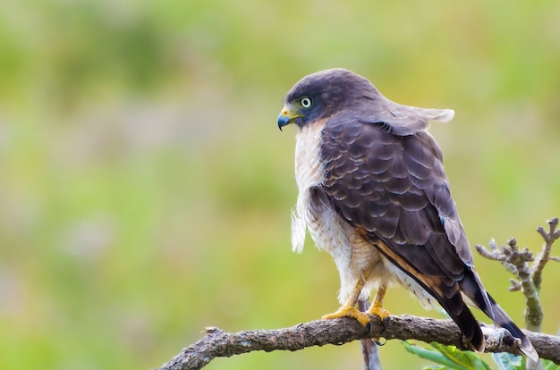 Hawkhawk bird in un albero nella zona umida brasiliana