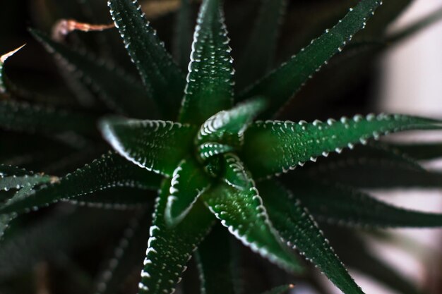 Haworthia attenua la piccola pianta d'appartamento succulenta