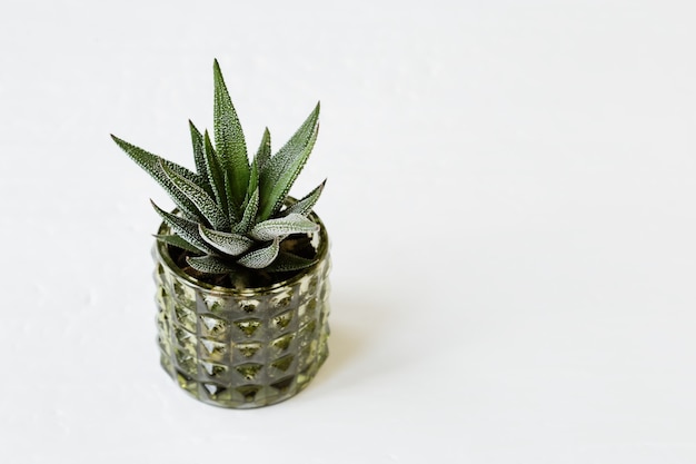 Haworthia succulenta sempreverde in vaso verde sul tavolo bianco. Pianta domestica aloe in vaso di vetro piccolo. Immagine di natura morta minima.