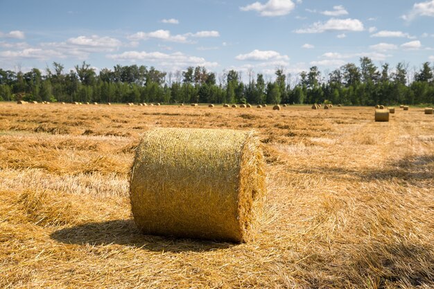 Hay-roll sul prato contro il tramonto sullo sfondo