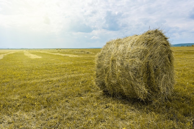 Haystack su un campo di fattoria Paesaggio rurale Un campo di erba falciata su uno sfondo di un cielo nuvoloso