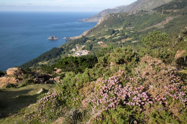 Heather al di fuori del villaggio di Teixido, Galizia, Spagna