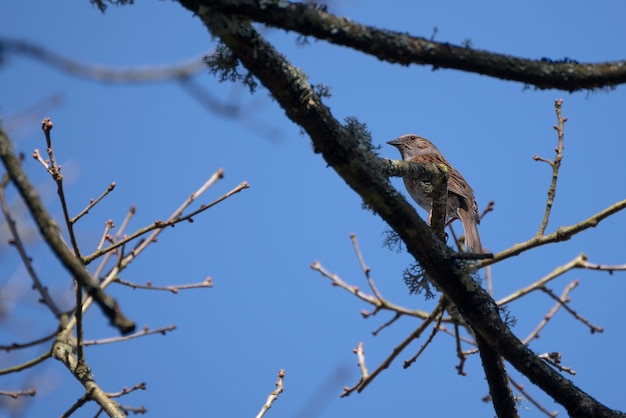 Hedge Accentor (Dunnock) su un albero vicino a East Grinstead