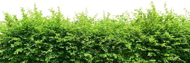 Hedge isolato su sfondo bianco