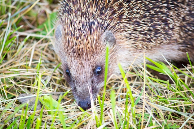 Hedgehog nell&#39;erba