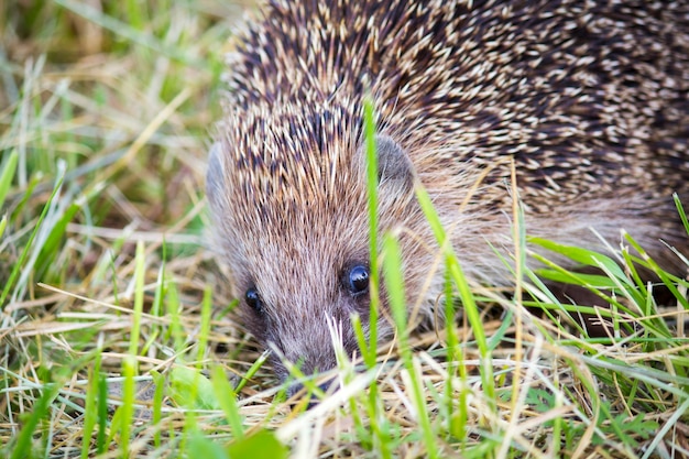 Hedgehog nell&#39;erba