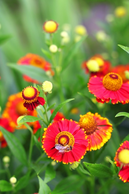 Helenium di fioritura