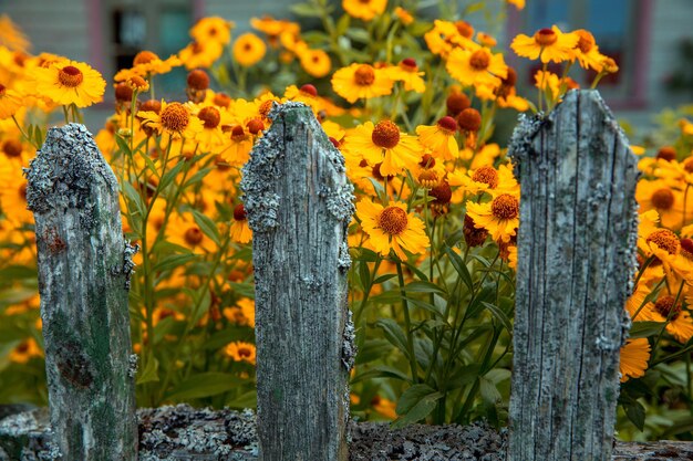 Helenium stagione dei fiori sfondo autunnale