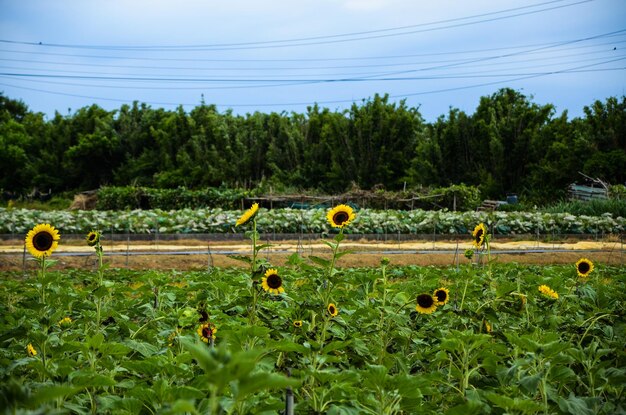 Helianthus girasole in giardino