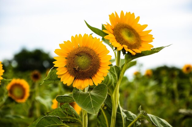 Helianthus girasole in giardino