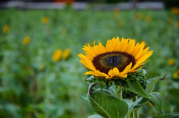 Helianthus girasole in giardino