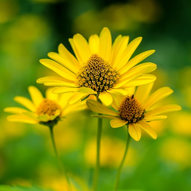 Helianthus tuberoso