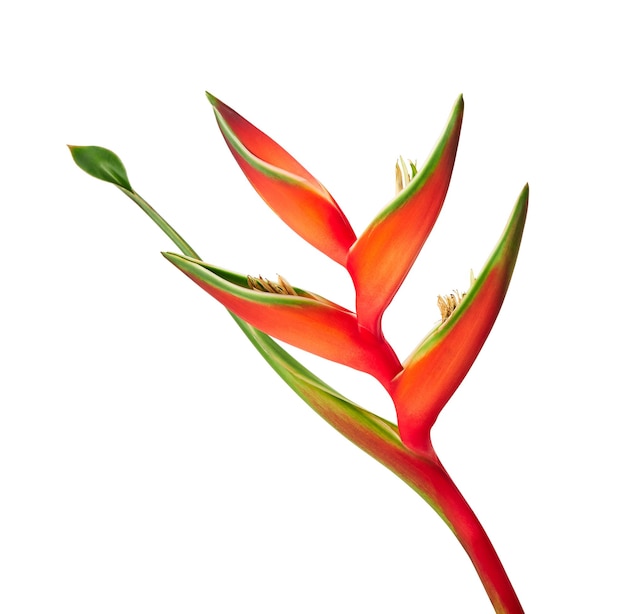 Heliconia bihai fiore (rosso palulu), fiori tropicali isolati su sfondo bianco