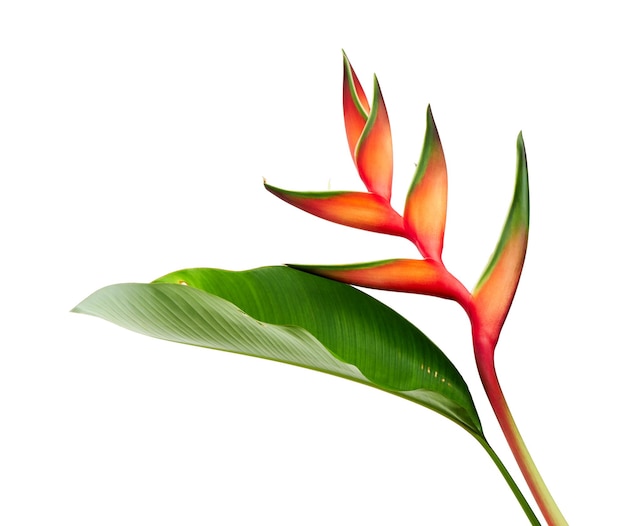 Heliconia bihai (rosso palulu) fiore con foglia, fiori tropicali isolati su sfondo bianco