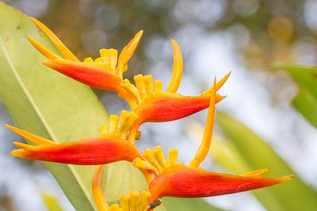 Heliconia con bellissimi rilievi a sfondo verde