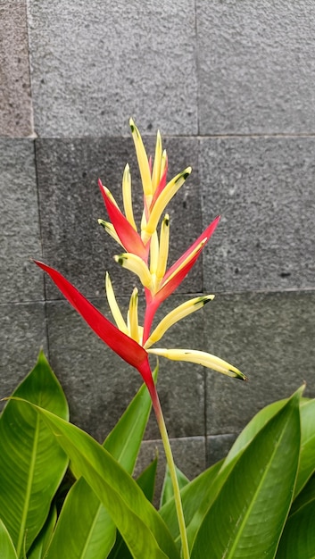 Heliconia fiore pianta che fiorisce con colore rosso e giallo